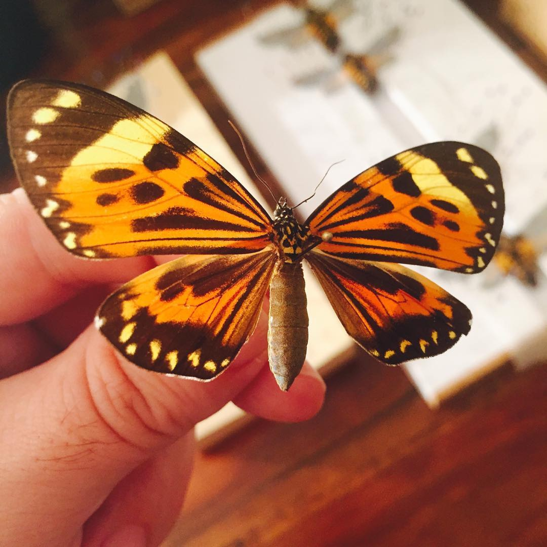 Boisduval's Tiger Moth In Box Frame (Chetone histrio)