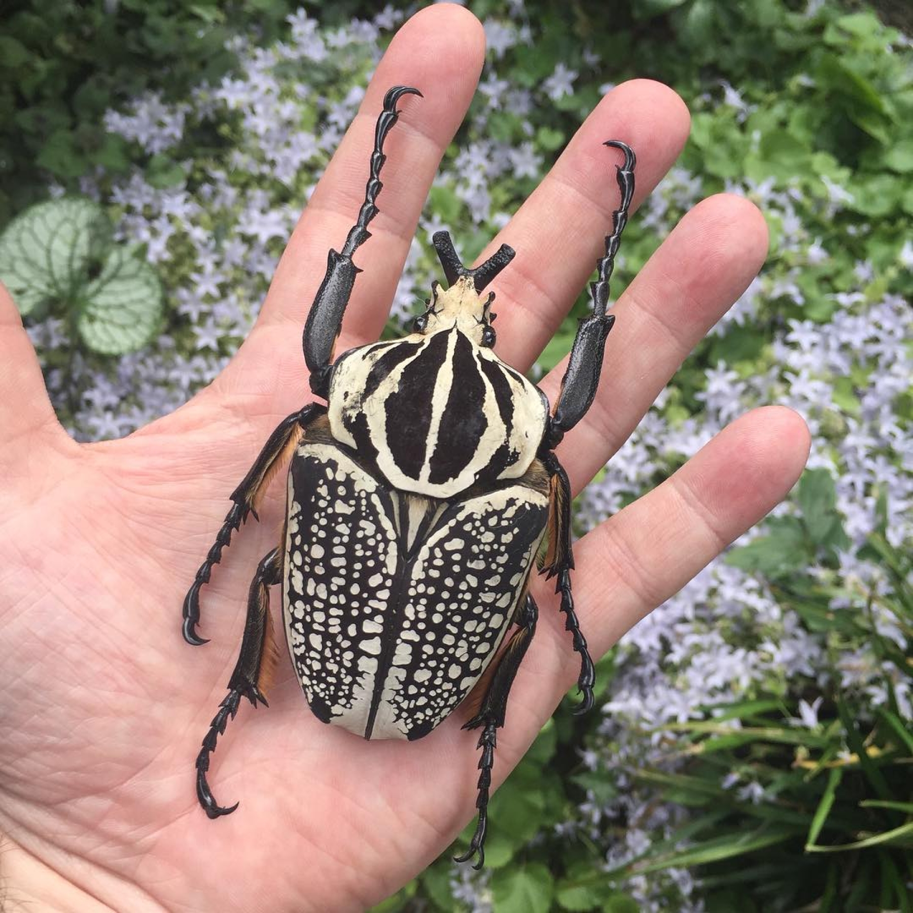 Giant Goliath Beetle In Box Frame (Goliathus orientalis)