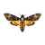 Death's Head Moth