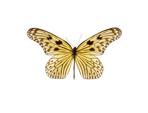 Electra's Tree-nymph Butterfly (Idea electra)