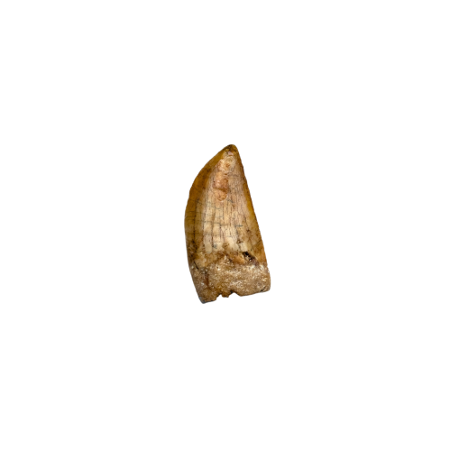 Carcharodontosaurus Dinosaur Tooth In Fossil Frame (Carcharodontosaurus saharicus)