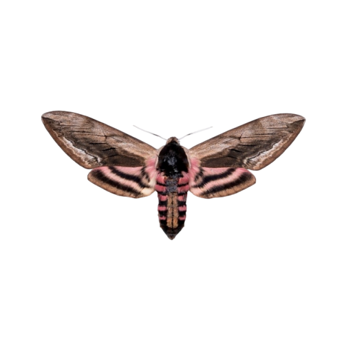 Privet Hawk Moth (Sphinx ligustri)