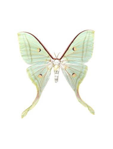 Female Indian Moon Moth (Actias selene)