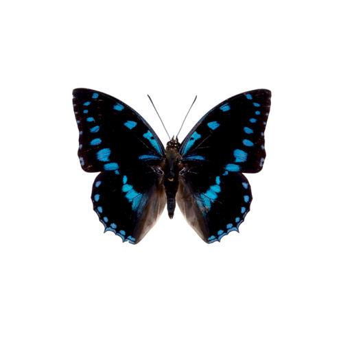 Blue-Spotted Charaxes (Charaxes ameliae)