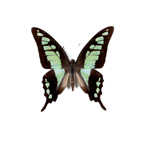 Glassy Bluebottle Butterfly (Graphium cloanthus)