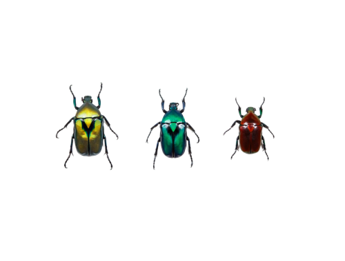 Flower Beetle Rainbow Trio from Thailand