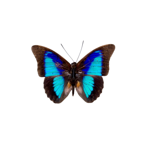 Shaded-blue Leafwing Butterfly (Prepona laertes octavia)