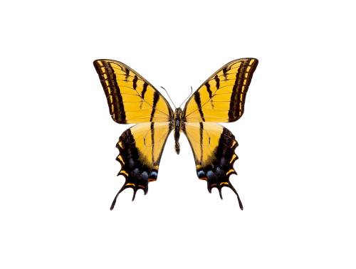 Two-tailed Swallowtail Butterfly (Papilio multicaudata ssp grandiosus)