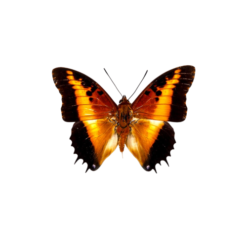 Black-bordered Charaxes Butterfly (Charaxes pollux)