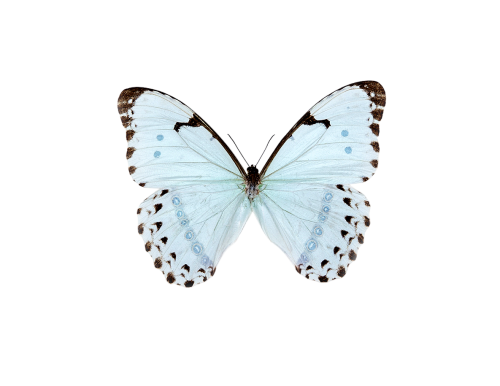 Epistrophus Morpho (Morpho epistrophus)