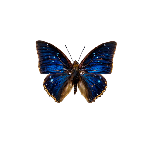 Two-spot Blue Charaxes Butterfly (Charaxes bipunctatus)