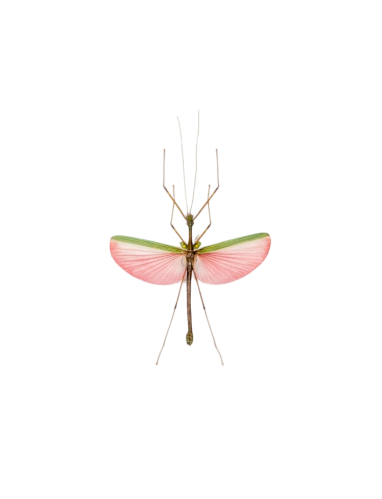 Pink Asian Stick Insect (Marmessoidea quadriguttata)