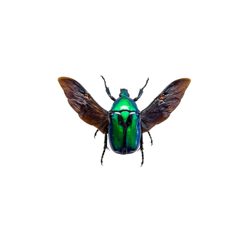 Green Scarab Beetle (Rhomborhina chatanayi)