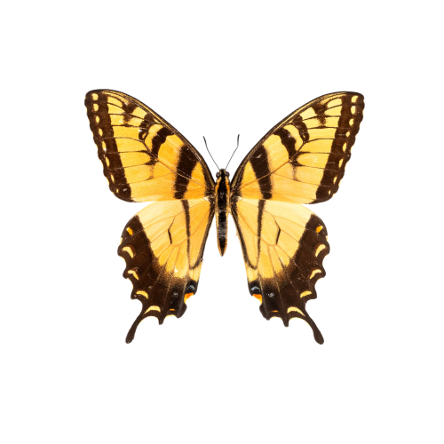 Eastern Tiger Swallowtail (Papilio glaucus)