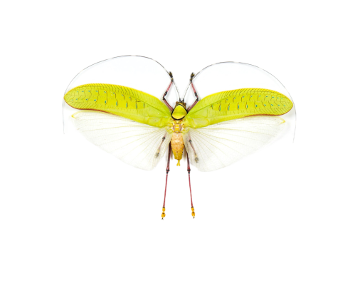 Giant Flower Katydid (Orthoptera sp)