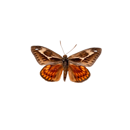 Castnia miastagma From Mexico