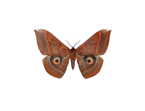 Giant Saturn Moth (Salassa thespis)