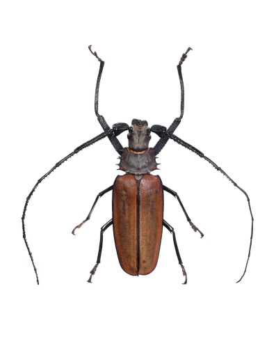 Imperious Sawyer (Callipogon armillatus)