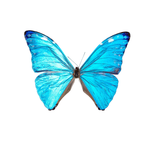 Adonis Morpho Framed Blue Butterfly (Morpho marcus major)