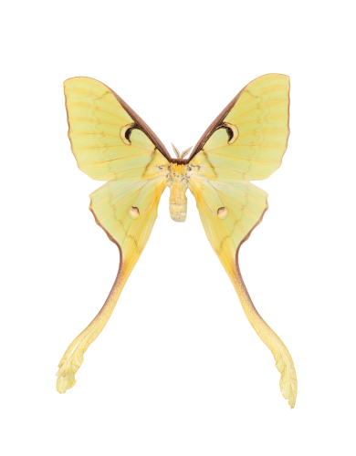Female Malaysian Moon Moth (Actias maenas diana)