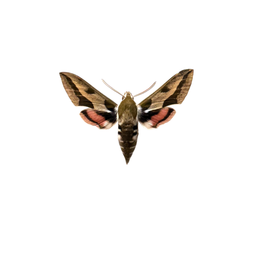 Spurge Hawk-moth (Hyles euphorbiae)