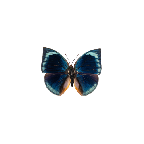 Blue Round Wing Butterfly (Anaea polyxo)