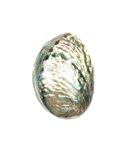 Rainbow Abalone Shell (Haliotis pulcherrima)