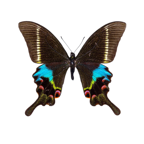 Krishna Peacock Butterfly (Papilio krishna thawgawa)