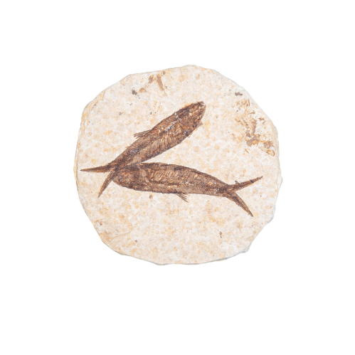 Double Freshwater Herring Fossil (Knightia sp)
