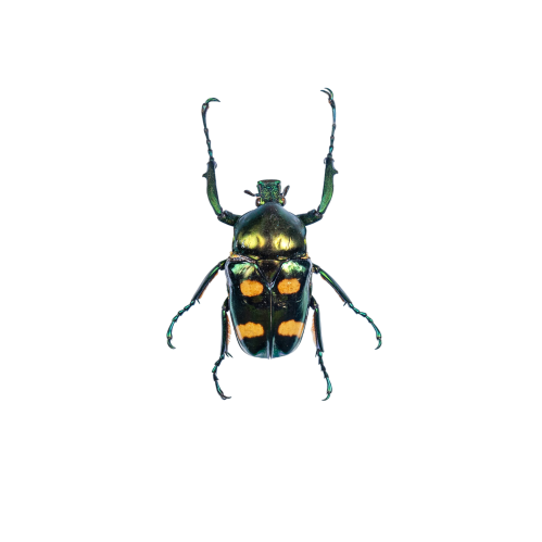 Four Spot Flower Beetle (Jumnos ruckeri)