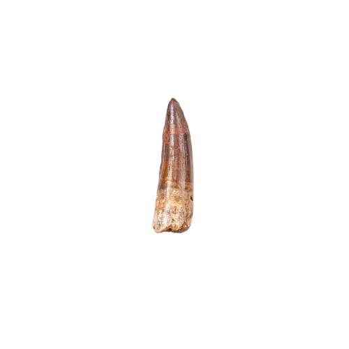 Small Spinosaurus Dinosaur Tooth Fossil (Spinosaurus aegyptiacus)