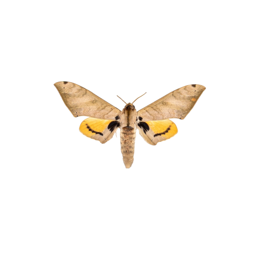 Pseudoclanis occidentalis Moth from Africa