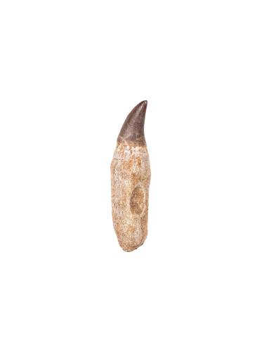 Small Mosasaur Tooth On Original Root (Mosasauridae sp)