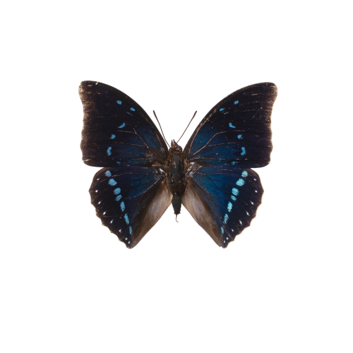 Zelica Charaxes Butterfly (Charaxes zelica)