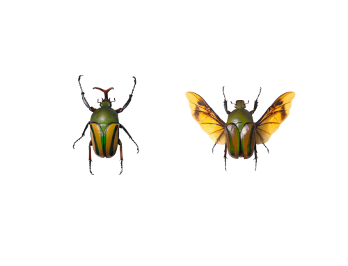 Flamboyant Flower Beetle Male & Female Pair (Eudicella gralli)