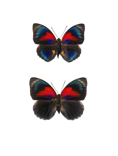 Agrias Hybrid Butterfly Male & Female Pair (Agrias beatifica x Agrias claudina)