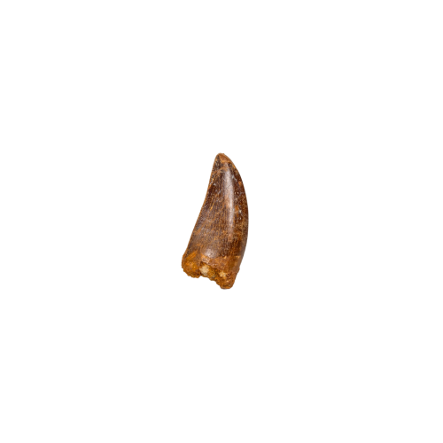 Carcharodontosaurus Dinosaur Tooth Fossil (Carcharodontosaurus saharicus)