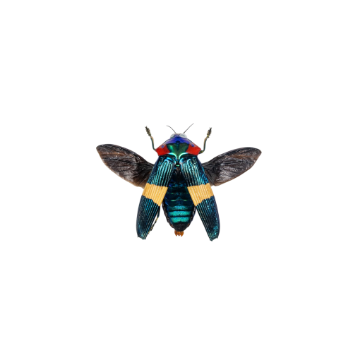 Ribbe's Calodema Beetle (Calodema ribbei)