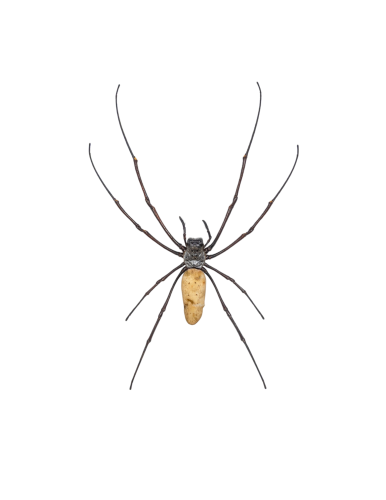 Female Golden Orb-Weaver Spider (Nephila vitiana)