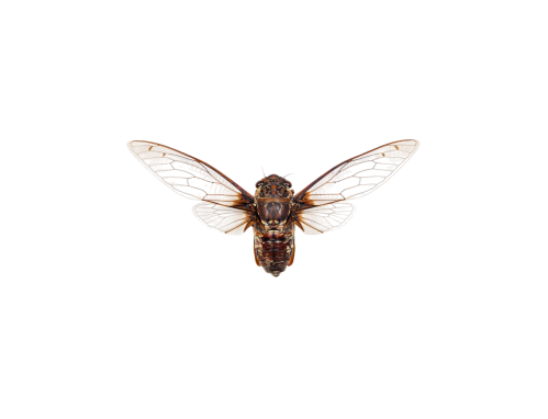 Tonkin Cicada (Macrotristria tonkinana)