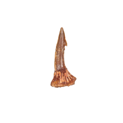 Barbed Swordfish Dinosaur Tooth Fossil (Onchopristis sp)