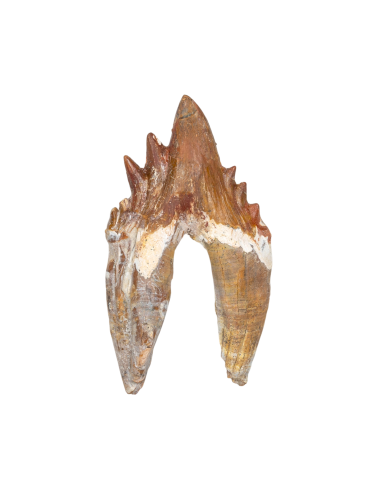 4.55 Inch King Lizard Rooted Tooth Fossil (Basilosaurus)