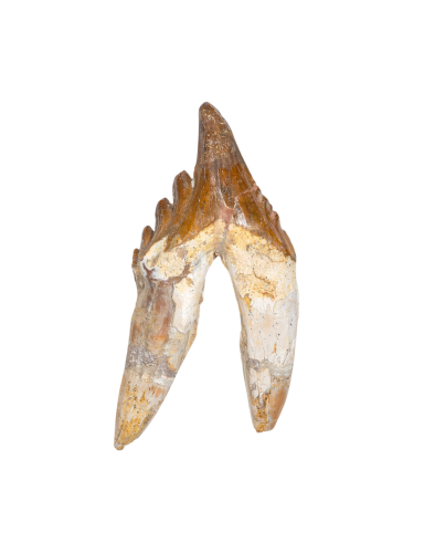 4.98 Inch King Lizard Rooted Tooth Fossil (Basilosaurus)