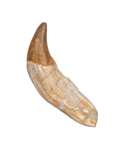 6.75 Inch King Lizard Rooted Tooth Fossil (Basilosaurus)