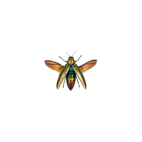 Aurora Jewel Beetle (Chrysochroa aurora)