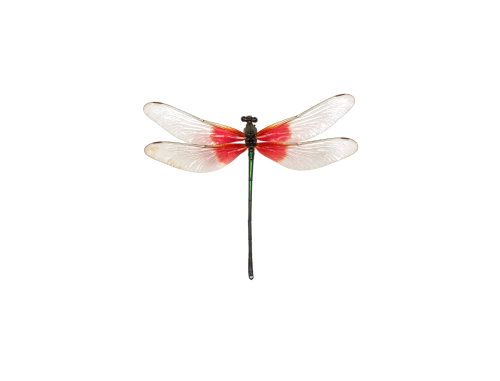Rare Chinese Red Dragonfly (Archineura incarnata)
