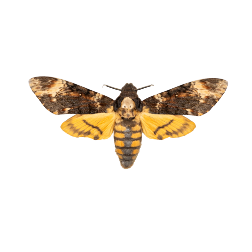 Death's Head Hawk Moth Silver-form (Acherontia atropos)