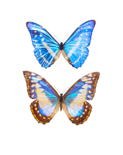 Very Rare Cypris Morpho Male & Female Pair Butterfly (Morpho cypris f. cyanites)