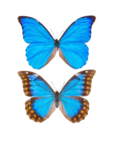 Anaxibia Morpho Butterfly Male & Female Pair (Morpho anaxibia)