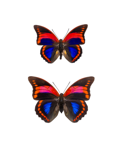 Prepona praeneste Butterfly Male & Female Pair from Peru